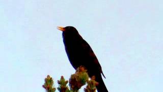 Blackbird turdus merula singing [upl. by Graces109]