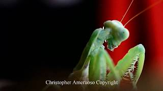 Praying Mantis macro video drinking water drops [upl. by Brookhouse8]