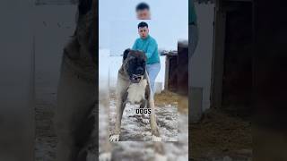 Part 3 most dangerous😨 dog breed in the world dangerousdogbreeds dogs doglover viraldogsvideos [upl. by Aitekram682]