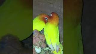 Lutino Personata Love Bird with Chicks birds ytshorts lovebirds [upl. by Wadlinger]