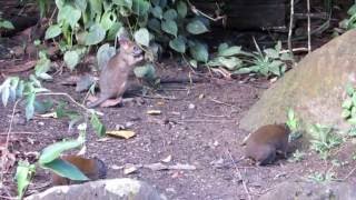 baby Pademelon [upl. by Wardlaw]