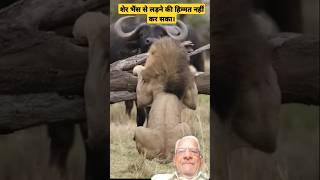 शेर भैंस से लड़ने की हिम्मत नहीं कर सका।lion couldnt dare to fight with Buffalo jjanimalworld [upl. by Er]