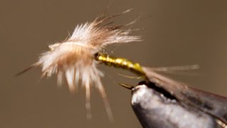 Josh Stanish Baetis Wonder Nymph [upl. by Weisbrodt364]