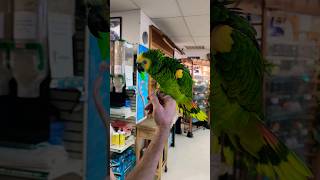 ఈ పిట్ట గాడి పేరు Blue fronted amazon parrot అమెరికా lo అమ్ముతారు 60 year lifespan Macaw కి relative [upl. by Drogin]