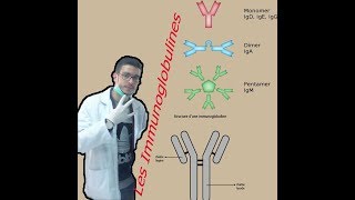 les immunoglobulines anticorps paratope structure les classes définitives [upl. by Brackely]