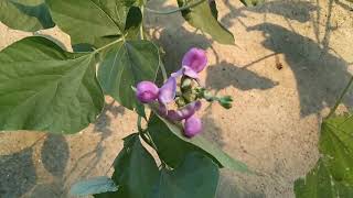 Dolichos Bean  Lablab purpureus  Hyacinth Bean  Seim Bean  Indian Field Beans  Avarakkai  Vaal [upl. by Krueger]