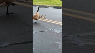 baby geese crossing the track with their mother🦆🪿🪿🪿❤️ [upl. by Tonnie102]