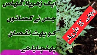 what is parthenium plant Gajar Bootiyoutube ytshorts dangerous jaribooti [upl. by Aiyt]