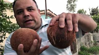 COMO GERMINAR UN COCO PELADO GERMINATE coconut [upl. by Ahola541]