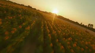 Vol au dessus des tournesols au soleil couchant [upl. by Nahrut]