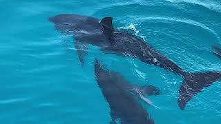 Stenella frontalis Atlantic spotted dolphin [upl. by Yror]