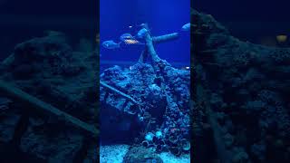 Oceanarium Bxsea XChange Bintaro oceanarium ocean shark shortvideo shorts reels fyp [upl. by Amehsyt]