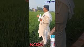 SYNGENTA INCIPIO  INSECTICIDE [upl. by Ahsien581]