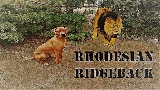 Rhodesian Ridgeback Crestado Rodesiano [upl. by Ahtram]