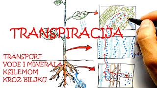 TRANSPIRACIJA I TRANSPORT VODE I MINERALA KSILEMOM KROZ BILJKU [upl. by Iinde]