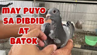 MAY PUYO SA DIBDIB AT BATOK Reggie Cruz Loft amp Aviary reggiecruzloftandaviary [upl. by Warthman18]