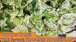 Pothos Care The Easiest Trailing Houseplant  Joy Us Garden [upl. by Eirual824]