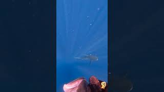 Scary moment Spearfishing [upl. by Sussman]