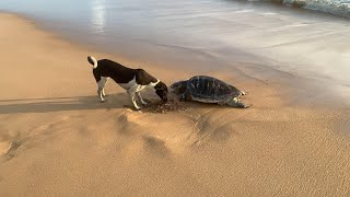 The dog is trying to bury the turtles body  Hund og skilpadde🥰 [upl. by Hettie]