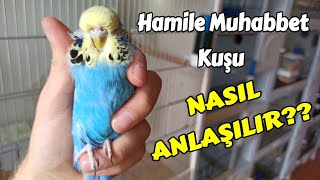 Dişi Muhabbet Kuşu Yumurta Var mı   Hamile Muhabbet Kuşu Nasıl Anlaşılır [upl. by Jeromy851]