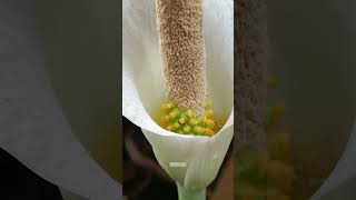 Amorphophallus variabilis in bloom nature amorphophallus plants reels [upl. by Mello]