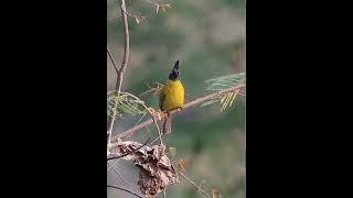 Black Crested Bulbul is calling loudly  Bulbul song [upl. by Mahoney]