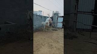 stant karde a sonam dhillonsardar viralvideo horse vuralvideo funny stant [upl. by Bevis]