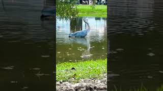 Wow did I just catch that on camera nature outdoors lake strangebirds [upl. by Munsey]