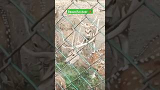 deer 🦌🦌 ll sarnath place in varanasi india l amazing deer video 📸sav272uniquecollectionviralvideo [upl. by Innus42]