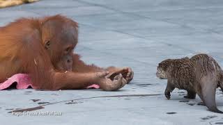 Orangutans and River Otters are BFFs [upl. by Bumgardner]