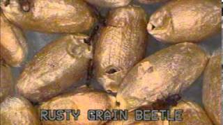 Rusty grain beetle Cryptolestes ferrugineus [upl. by Anyg]