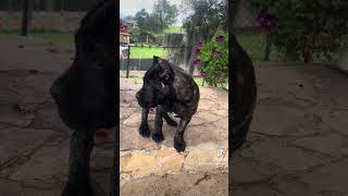 BEBES CANE CORSO [upl. by Ellienad]