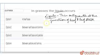 In grasses the ligule occurs [upl. by Colwin]