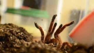 King Baboon Tarantula Pelinobius muticus Bite Experiment [upl. by Virgina442]