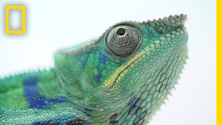 The Illegal and Secretive World of Chameleon Ranching  National Geographic [upl. by Amick]