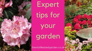 Growing rhododendrons  what you need to know [upl. by Junette]