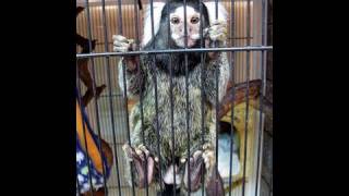 Marmoset monkeys in a pet store in Osaka [upl. by Ramedlav]