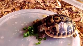 Baby Western Hermanns Tortoise eating [upl. by Skillern]