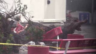 Chula Vista Tree falls onto students at CV Middle School 01202017 [upl. by Lamphere248]