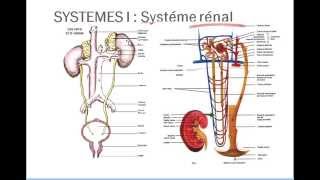 Introduction physiologie 2 [upl. by Ayouqes]