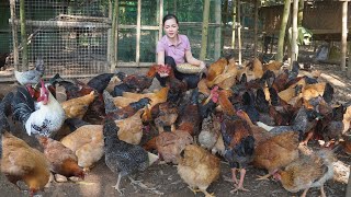 Raising Chickens in the Forest Build a New Chicken Coop and Grow Vegetables for animal feed [upl. by Eanad508]