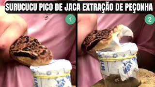 Surucucu pico de jaca extração de peçonha KentuckyReptileZoo  GabrielNucleo  Biólogo Henrique [upl. by Ailen]