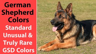 German Shepherd Colors Standard Unusual amp Truly Rare GSD Colors [upl. by Theresina]