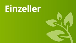 Das Pantoffeltierchen  ein Einzeller  Biologie  Zellbiologie [upl. by Benioff]