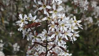 1 minuut natuur krentenboompje  juneberry  lamélanche  KupfelFelsenbirne [upl. by Nlyak770]