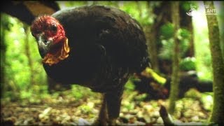 And The Mammals Laid Eggs Full Documentary [upl. by Anas]