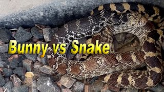 Bunny vs Bull Snake bunny snake foodchain survival [upl. by Pages]