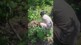 Tree plantation for Pakistan [upl. by Pich]