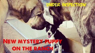 Livestock guardian dogs inspect new mystery puppy Find out who she is… [upl. by Gnivri21]