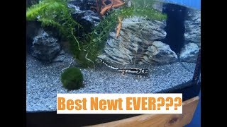 The BEST Pet Newt [upl. by Artined]